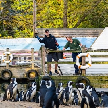Feeding Penguins at Bird World, Surrey