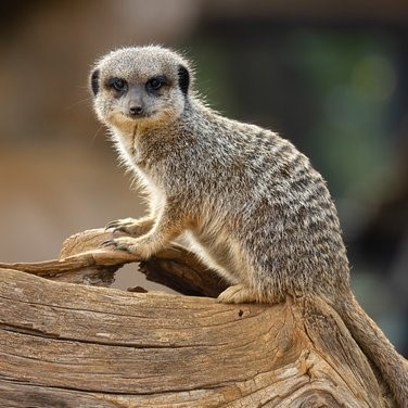Meerkat ©Libby Page