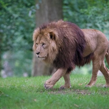 Lion at Longleat Safari Park