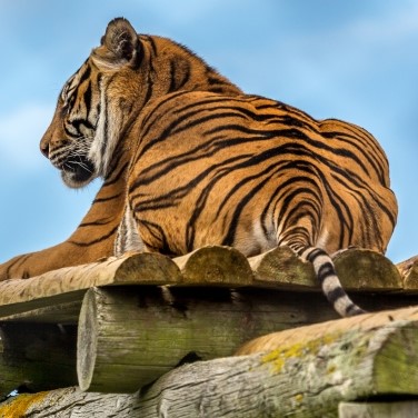 Tiger at Howletts
